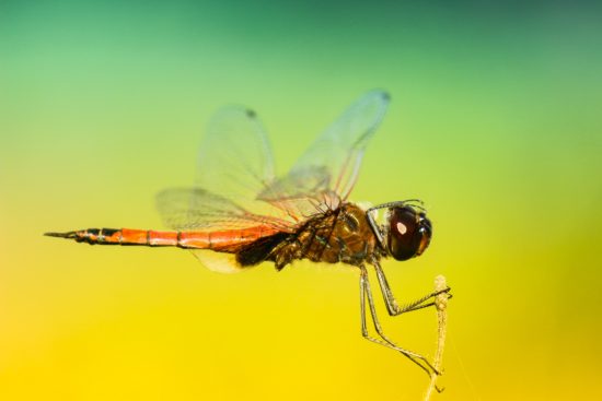 protect yourself against mosquitoes and ticks