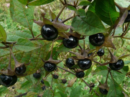 belladonna
