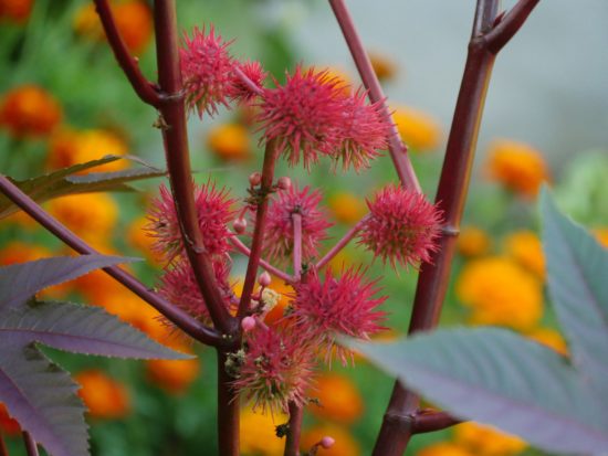 castor oil plant