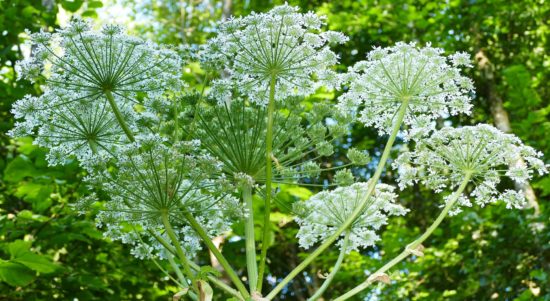 about giant hogweed