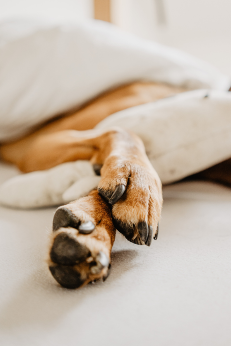 Flea and tick medication warning
