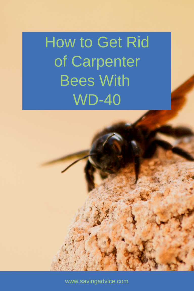 How to Get Rid of Carpenter Bees With WD40 Blog