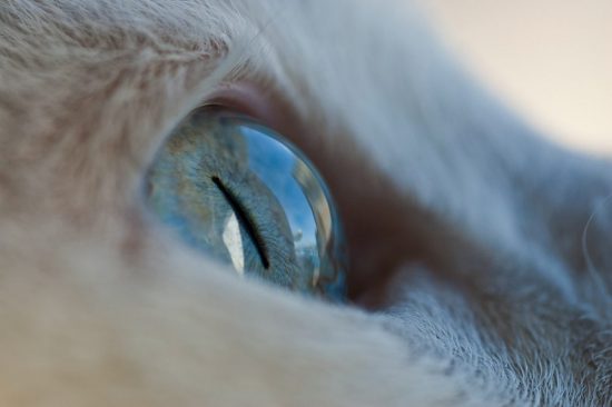 PureVision Coupon