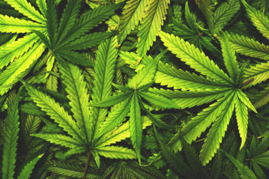 Cannibas Plant