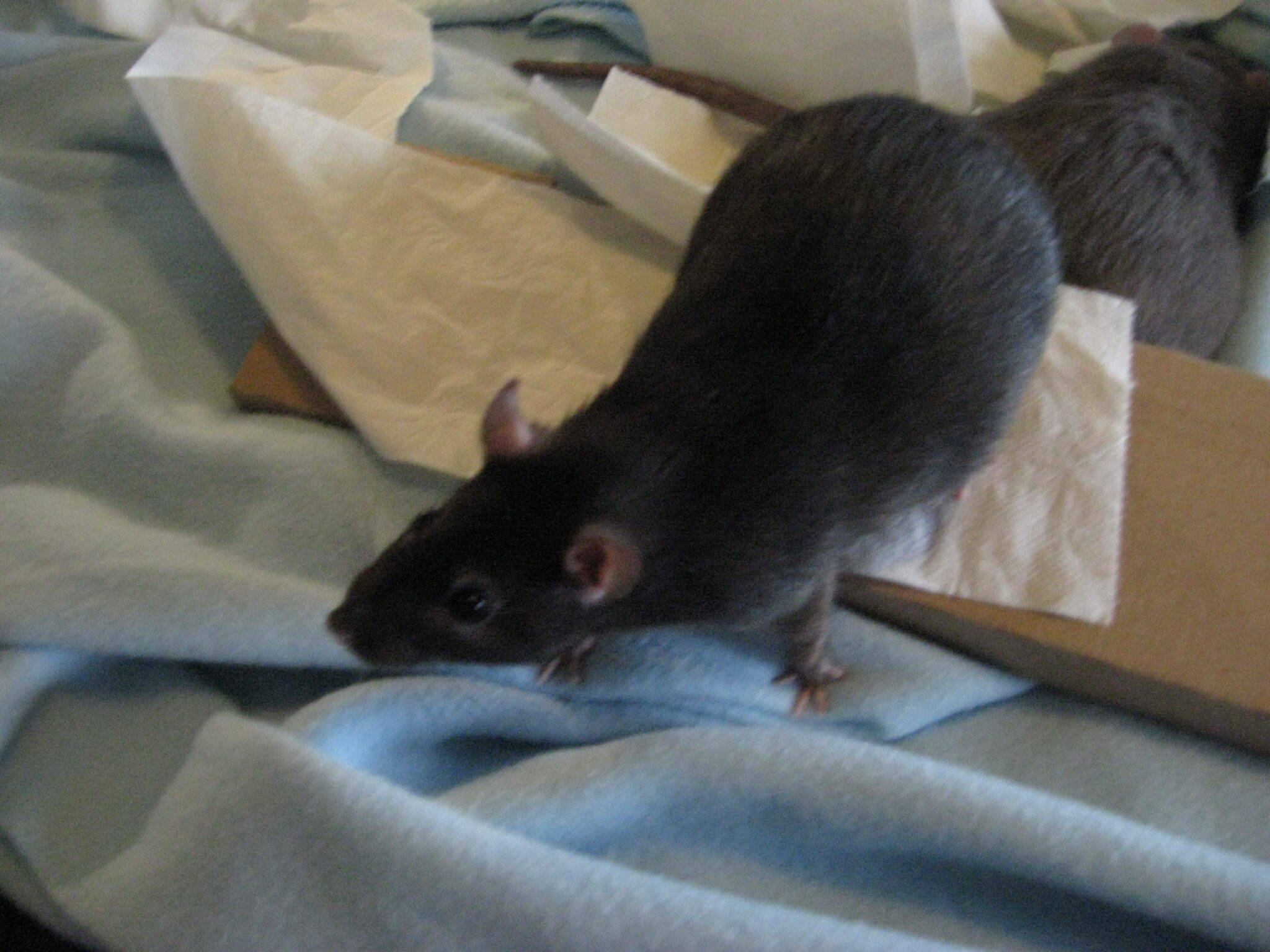 50 Ways To Reuse Dryer Sheets