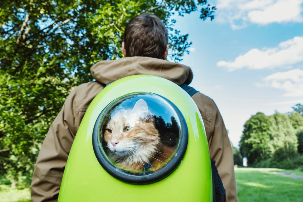 Bubble Backpack Cats
