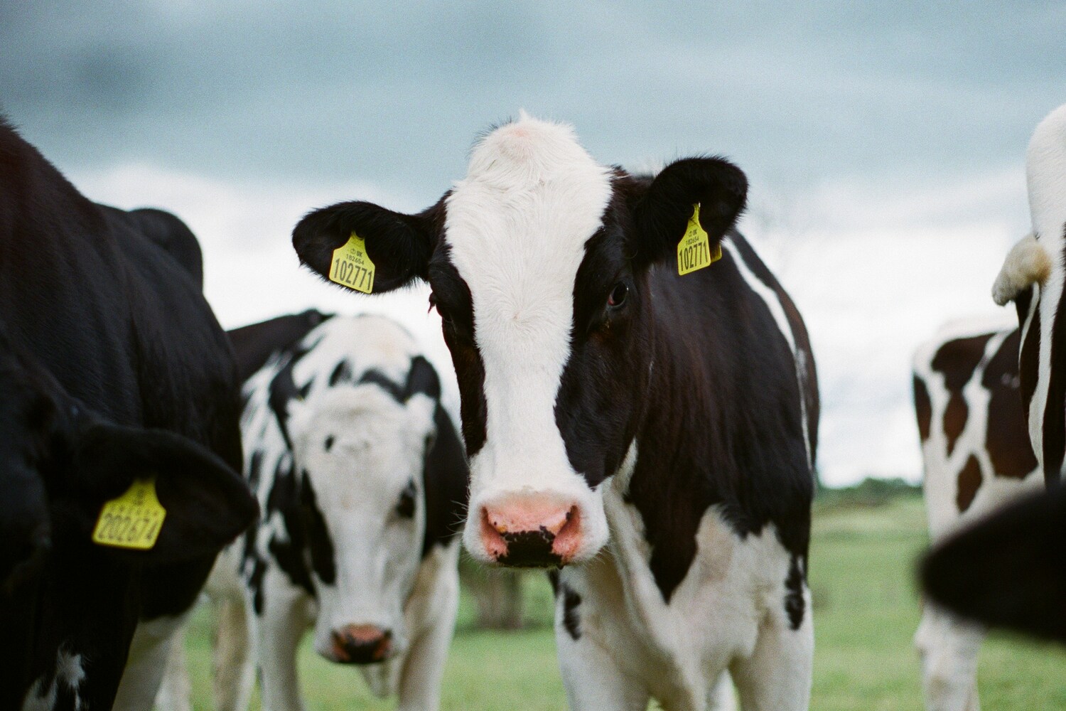 7 Creepy Secrets and techniques Dairy Processors Don’t Need Latte Lovers to Know 7 Creepy Secrets and techniques Dairy Processors Don’t Need Latte Lovers to Know