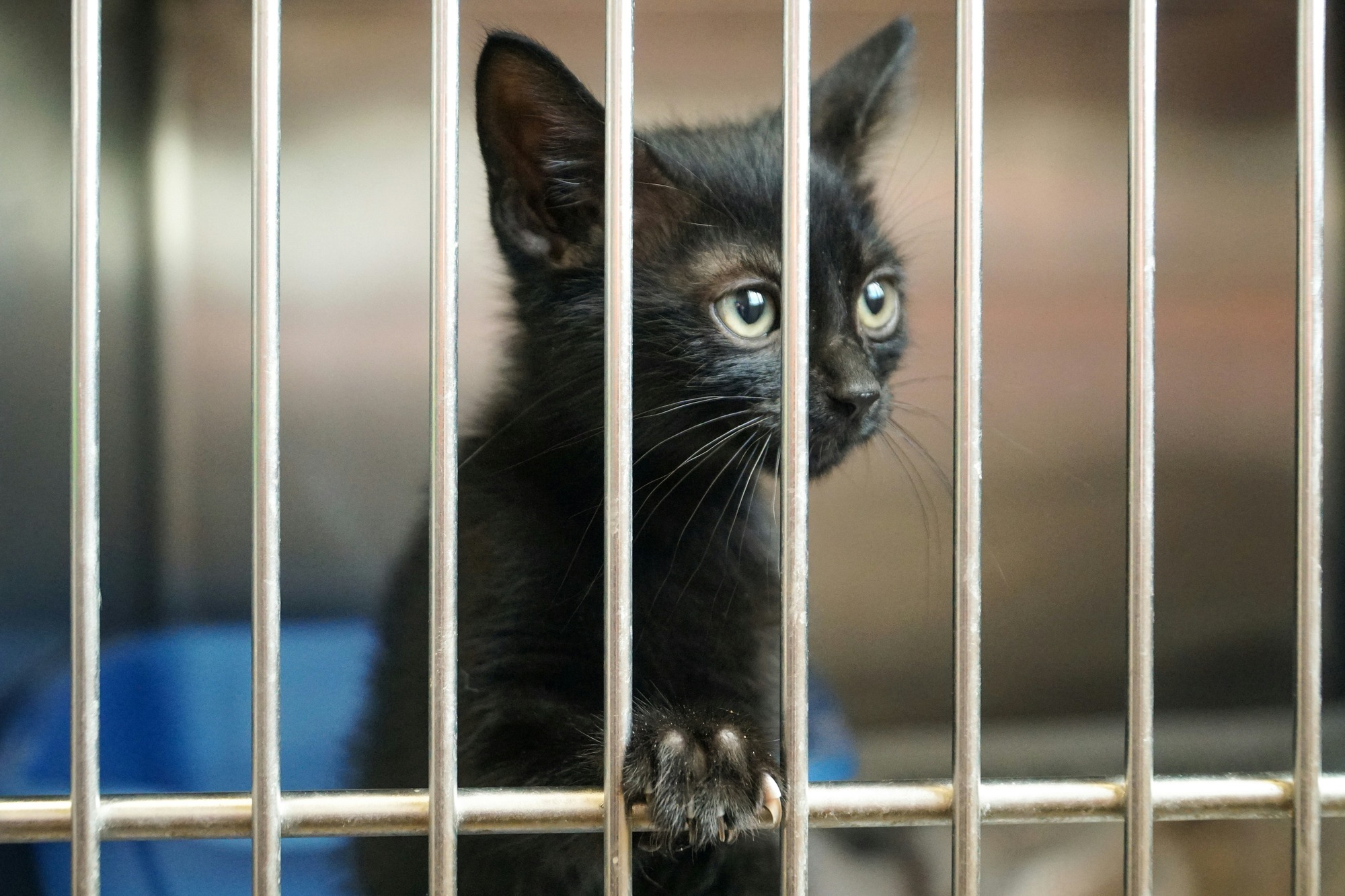 11 Animal-Rescue Shelters Hauling In Large Donations—With Little to Present for It 11 Animal-Rescue Shelters Hauling In Large Donations—With Little to Present for It