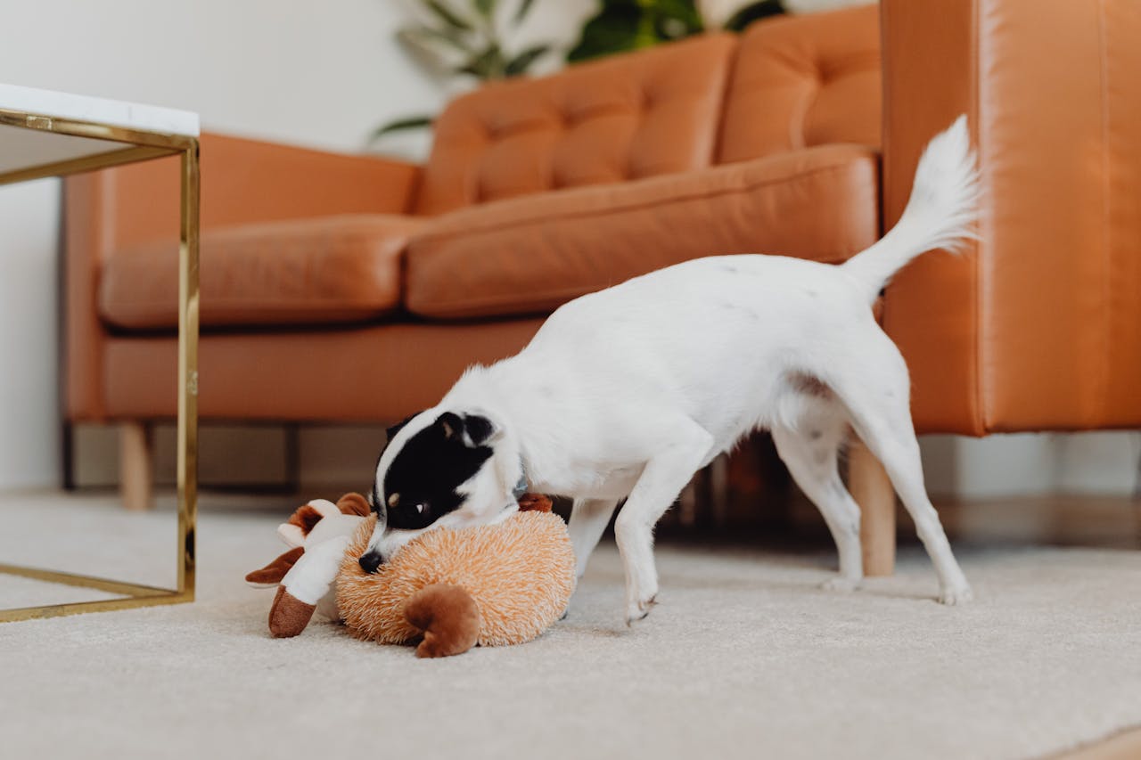 10 DIY Pet Toys Your Furry Good friend Will Love (And Your Pockets Too) 10 DIY Pet Toys Your Furry Good friend Will Love (And Your Pockets Too)