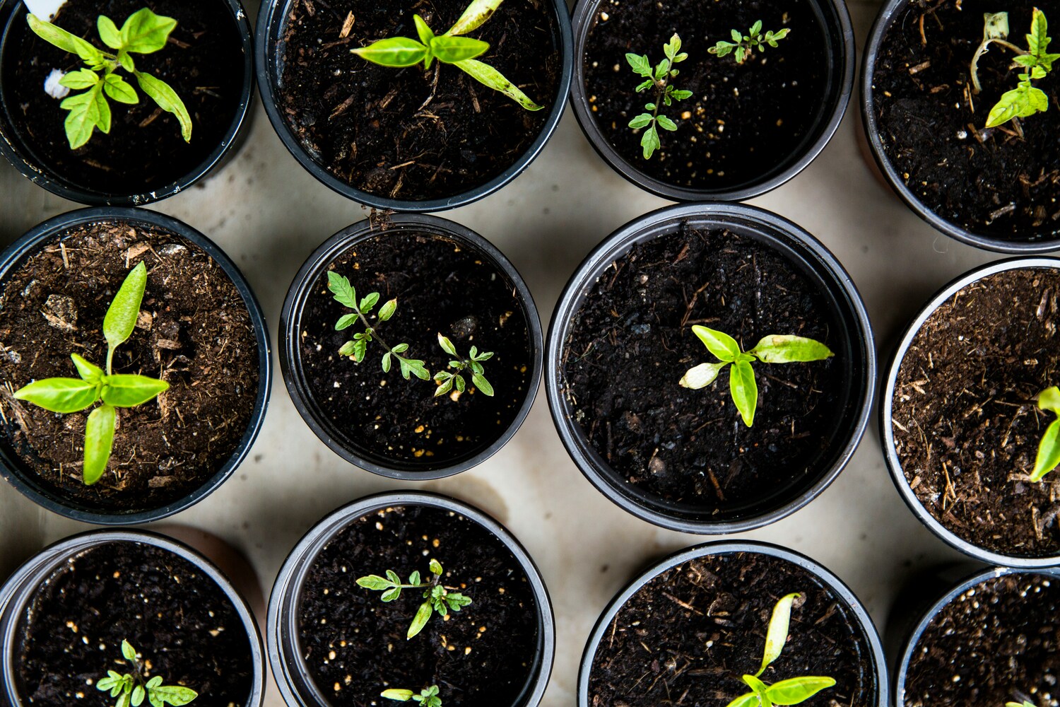 budding plants, gardening