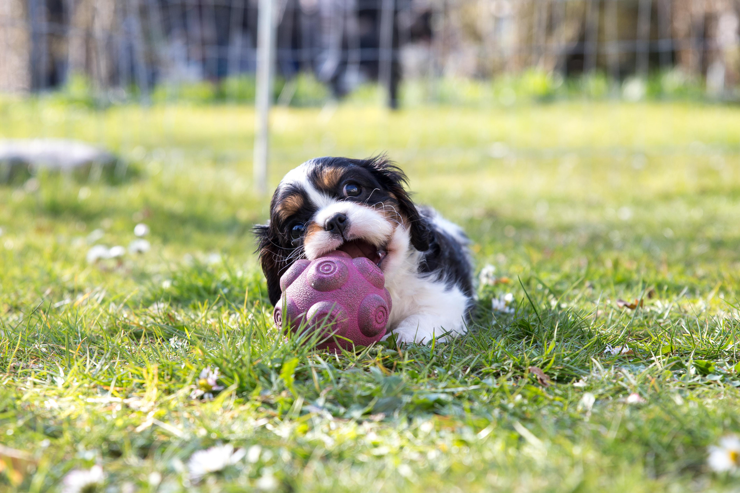 expensive dog breeds