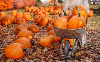 where to get free pumpkins for Halloween