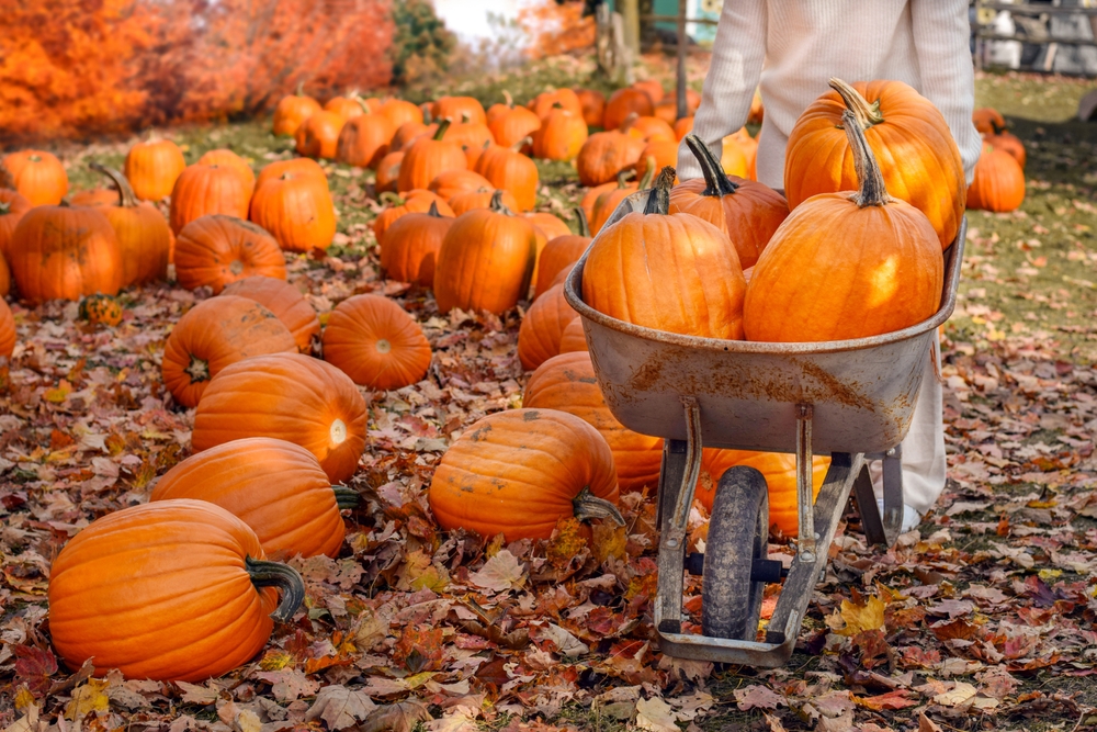 where to get free pumpkins for Halloween