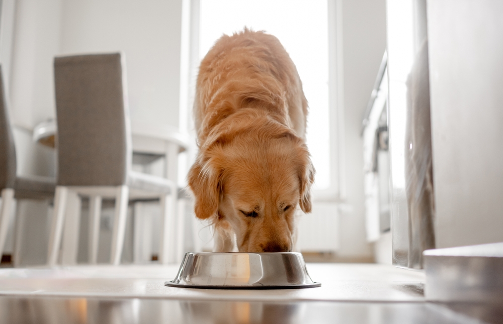The 10 Best Dog Food Brands on the Market Today The 10 Best Dog Food Brands on the Market Today