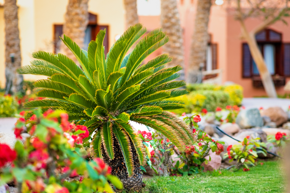 Palm Springs Retirees Are Surprised by Soaring Winter Landscaping Costs Palm Springs Retirees Are Surprised by Soaring Winter Landscaping Costs
