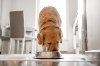 best dog food brands
