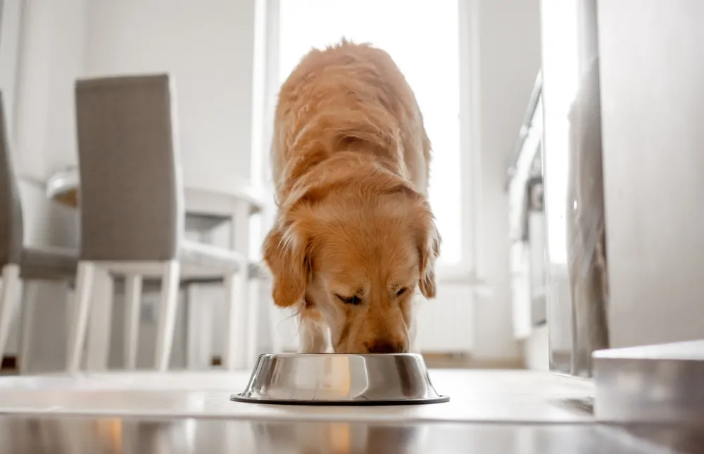 best dog food brands